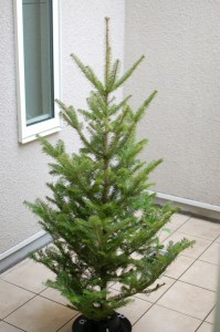 Ikeaでクリスマスツリーを購入 菊地崇仁ブログ ポイ探社長のブログ